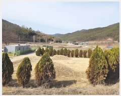  2025Ÿ��10136 �뱸 ������ ȿ�ɸ� ���� 130      ����(��1)���