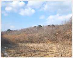  2025Ÿ��11 ��� ������ ������ ��θ� ��52-3      ����(�Ӿ�)���