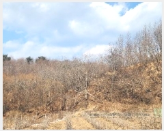  2025Ÿ��11 ��� ������ ������ ��θ� ��52-3      ����(�Ӿ�)���