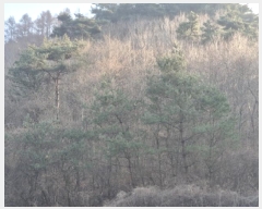  2025Ÿ��10056 ��� ���籺 ������ ȭõ�� ��151      ����(�Ӿ�)���