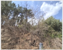  2025Ÿ317  ׽ ϱ  θ 23-5     (Ӿ)