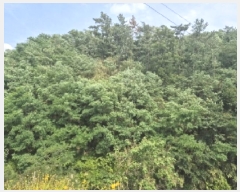  2025Ÿ377  ׽    157-4     (Ӿ)