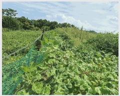  2025Ÿ��477  �����