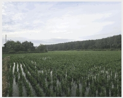  2025Ÿ��3846 ��� ���׽� �ϱ� ������ ���帮 956-4     ����(��)���