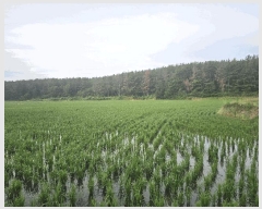  2025Ÿ��3846 ��� ���׽� �ϱ� ������ ���帮 956-4     ����(��)���