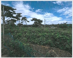  2025Ÿ��3866 ��� ���׽� ���� ��õ�� ���踮 698-4     ����(������)���