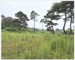  2025Ÿ��3866 ��� ���׽� ���� ��õ�� ���踮 698-4     ����(������)���