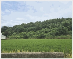  2025Ÿ��3871 ��� ���׽� �ϱ� �۶�� ������ 215     ����(��1)���