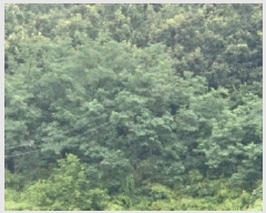  2025Ÿ��3871 ��� ���׽� �ϱ� �۶�� ������ 215     ����(��1)���