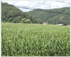  2025Ÿ��3987 ��� ���׽� ���� ������ �߸��� 1111     ����(��)���