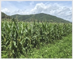  2025Ÿ��3987 ��� ���׽� ���� ������ �߸��� 1111     ����(��)���