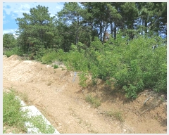  2025Ÿ��4007 ��� ���׽� �ϱ� û�ϸ� �̳��� 145-30     ����(�Ӿ�)���