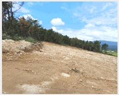  2025Ÿ��4007 ��� ���׽� �ϱ� û�ϸ� �̳��� 145-30     ����(�Ӿ�)���