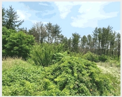  2025Ÿ��363  �Ӿ߰��