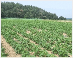  2025Ÿ��368 ��� ���׽� �ϱ� ������ �ʰ 173     ����(��)���