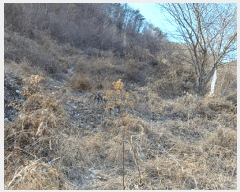  2025Ÿ��3242 ��� ���׽� �ϱ� ���� ���踮 567-1     ����(��1)���