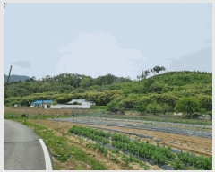  2025Ÿ��3689 ��� ���׽� ���� ��۸� �밢�� ��66-4     ����(�Ӿ�)���