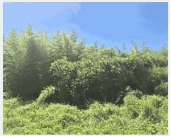  2025Ÿ��409 ��� ���׽� ���� ���� ������ 46     ����(��)���