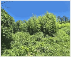  2025Ÿ��409 ��� ���׽� ���� ���� ������ 46     ����(��)���