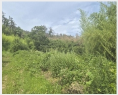  2025Ÿ��409 ��� ���׽� ���� ���� ������ 46     ����(��)���