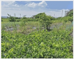  2025Ÿ��437 ��� ���׽� ���� ��õ�� ���踮 611-8     ����(��)���