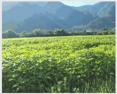  2025Ÿ��390  �����