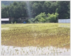  2025Ÿ��3776 ��� ���׽� �ϱ� û�ϸ� �̳��� 70     ����(��)���