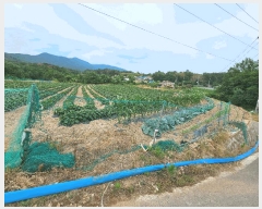  2025Ÿ��3814 ��� ���׽� �ϱ� �ű��� �׼��� 990-1     ����(��1)���