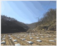  2025Ÿ243  ׽   а 126     (Ӿ)