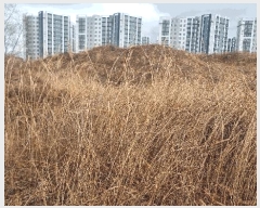  2025Ÿ��3606 ��� ���׽� ���� ���ظ� ������ 519-2     ����(��)���