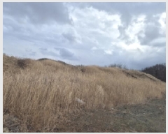  2025Ÿ��3606 ��� ���׽� ���� ���ظ� ������ 519-2     ����(��)���