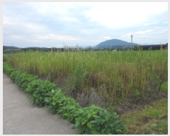  2025Ÿ��1860  ����