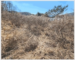  2025Ÿ��30937 ��� ���ɱ� ����� �Ű��� 800      ����(��1)���