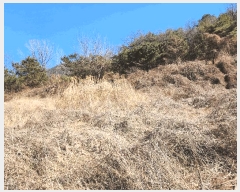  2025Ÿ��30937 ��� ���ɱ� ����� �Ű��� 800      ����(��1)���