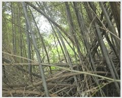  2025Ÿ��31267 �뱸 �޼��� ��ǳ�� ���긮 961      ����(����)���