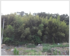  2025Ÿ��31267 �뱸 �޼��� ��ǳ�� ���긮 961      ����(����)���