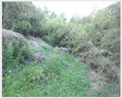  2025Ÿ��31267 �뱸 �޼��� ��ǳ�� ���긮 961      ����(����)���