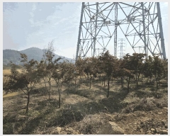  2025Ÿ��31857  �����