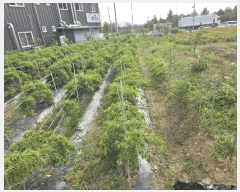  2025Ÿ��31934  ����