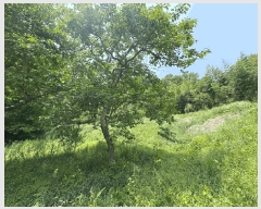  2025Ÿ720  ɱ  긮 36      (Ӿ)