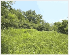  2025Ÿ720  ɱ  긮 36      (Ӿ)