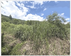  2025Ÿ��1389 ��� ���ֱ� ���׸� ���渮 640      ����(��)���