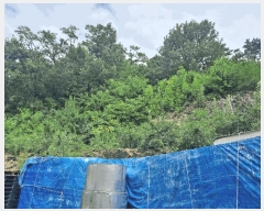  2025Ÿ��31461 �뱸 �޼��� ������ ��ܸ� 692-3      ����(�Ӿ�)���