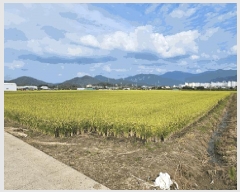  2025Ÿ��31695 �뱸 �޼��� ��ǳ�� ������ 1589      ����(��)���