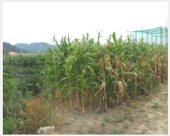  2025Ÿ��2177 ��� ���ɱ� �밡���� ��⸮ 103-1      ����(��1)���