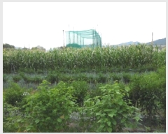  2025Ÿ��2177 ��� ���ɱ� �밡���� ��⸮ 103-1      ����(��1)���