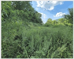  2025Ÿ2290 뱸 ޼  ̸ 700      (1)