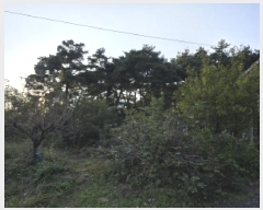  2025Ÿ��3019  �Ӿ߰��