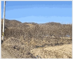  2025Ÿ��30904 ��� ���ֱ� �밡�� ĥ���� 1052      ����(��)���