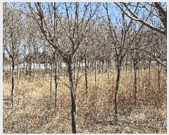  2025Ÿ��30904 ��� ���ֱ� �밡�� ĥ���� 1052      ����(��)���